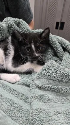 A baby medium-sized male Domestic Short Hair cat named Shuffle for adoption in Sacramento, CA