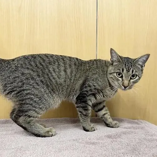 A baby medium-sized female Domestic Medium Hair cat named EllieMae for adoption in Saint Louis, MO