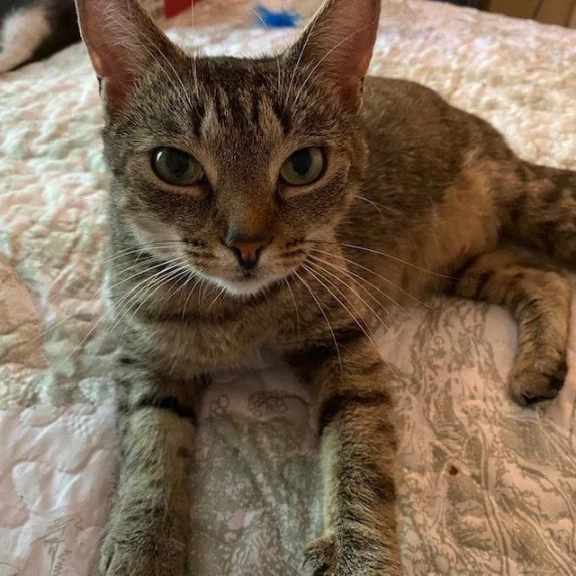 An adult medium-sized female Domestic Short Hair cat named Sylvie for adoption in Candler, NC