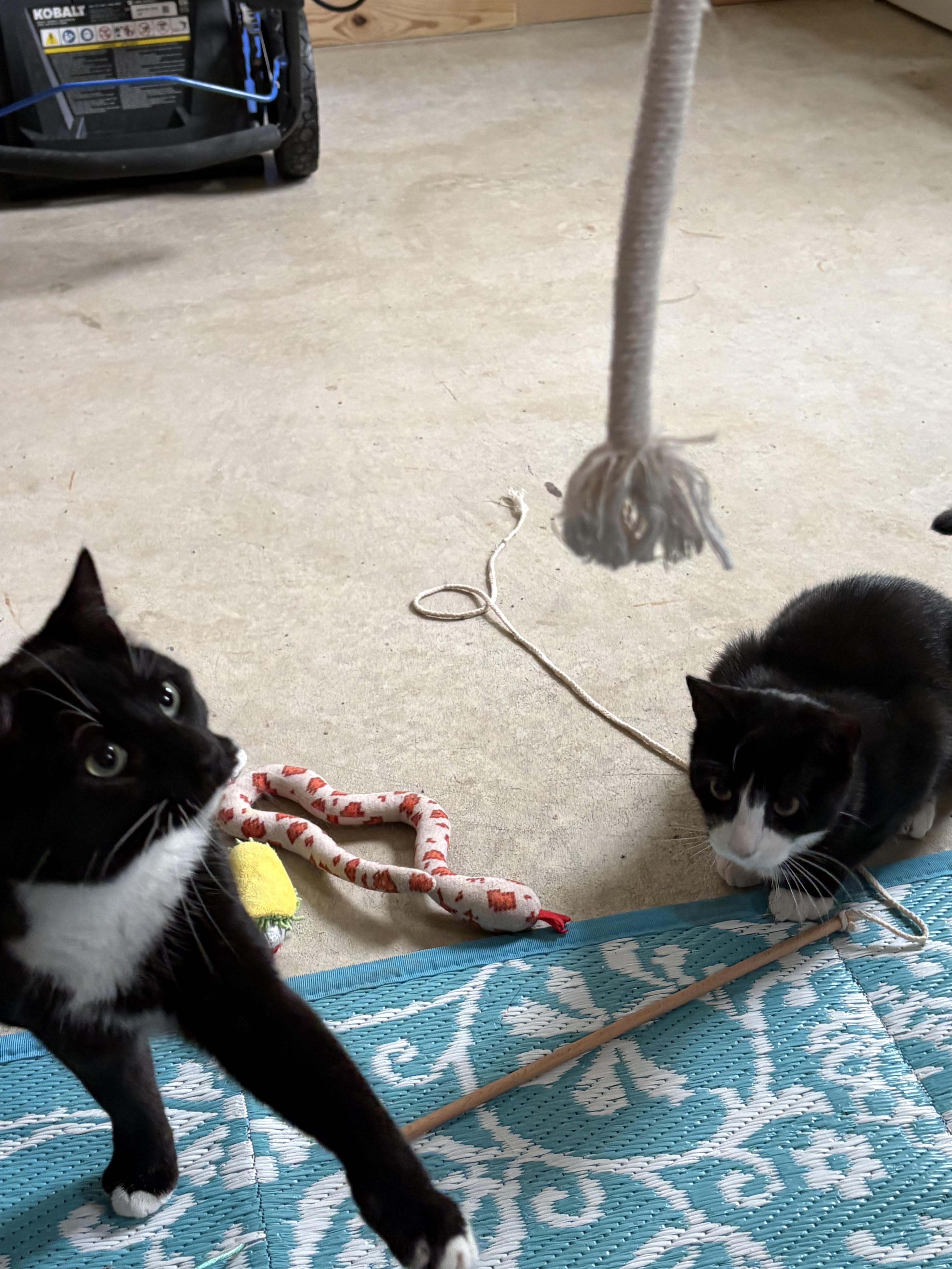 A young medium-sized male Black & White / Tuxedo Domestic Short Hair cat named Porter for adoption in Bellmawr, NJ