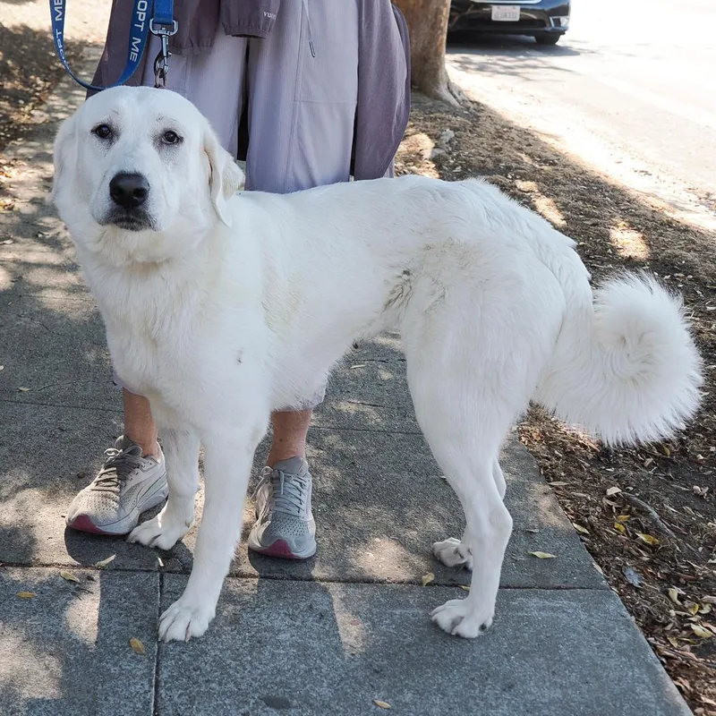 An adult medium-sized female White / Cream Great Pyrenees dog named Gracie for adoption in Point Richmond, CA
