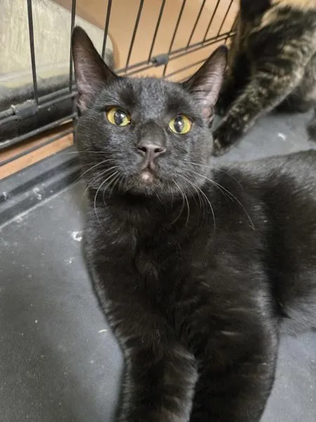 A baby medium-sized male Domestic Short Hair cat named Toblerone for adoption in Kennewick, WA