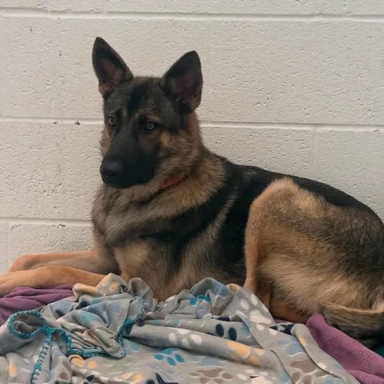 A young medium-sized female Black German Shepherd Dog dog named Marietta for adoption in New Ringgold, PA