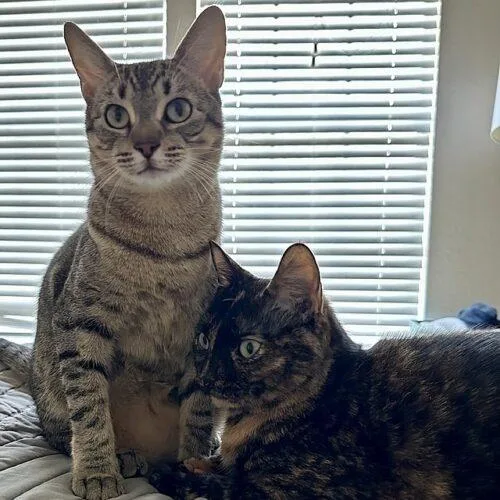 A young large-sized female Tortoiseshell Domestic Short Hair cat named Belia for adoption in Tampa, FL