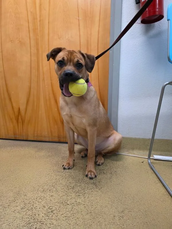 A young medium-sized male Terrier dog named Douglas for adoption in Escondido, CA