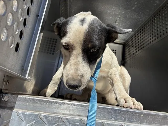 A young large-sized female Australian Cattle Dog / Blue Heeler dog named Ivy for adoption in Mesa, AZ