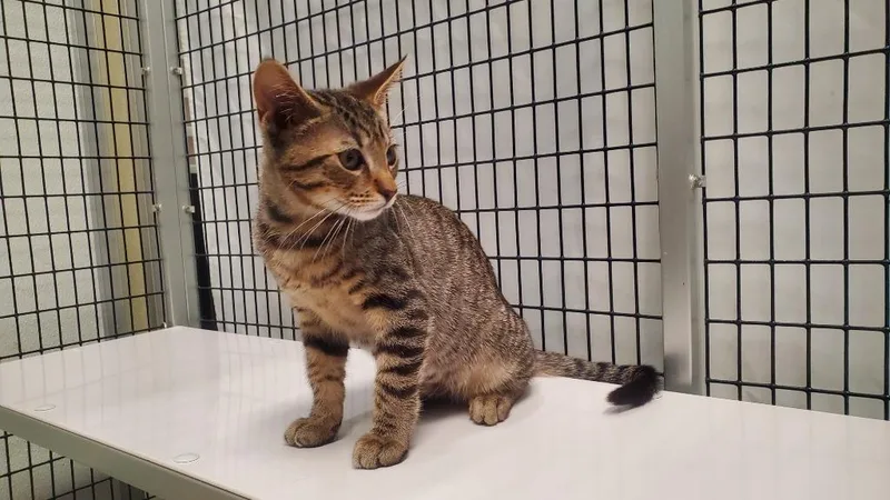 A young medium-sized male Domestic Short Hair cat named Sturgeon for adoption in Raleigh, NC