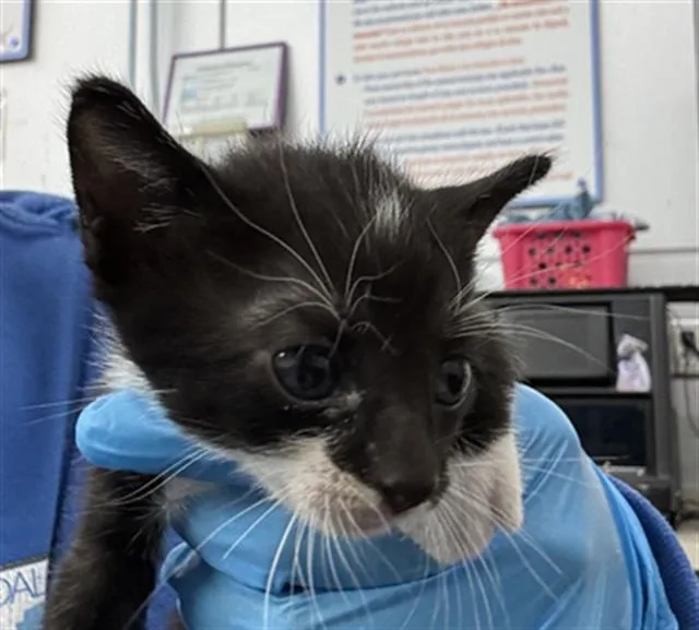 A baby medium-sized male Domestic Short Hair cat named Cloud for adoption in Dallas, TX