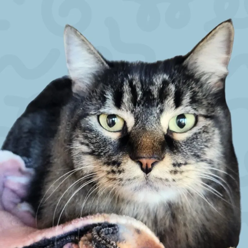 An adult medium-sized female Gray / Blue / Silver Domestic Medium Hair cat named Voodoo for adoption in Reno, NV