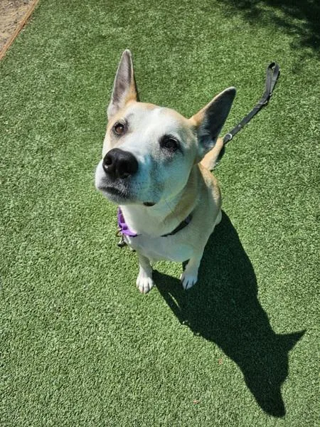 An adult medium-sized female Siberian Husky dog named Cinderella for adoption in Escondido, CA