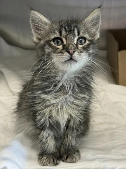 A baby small-sized male Domestic Short Hair cat named Schmeep for adoption in West Chester, PA