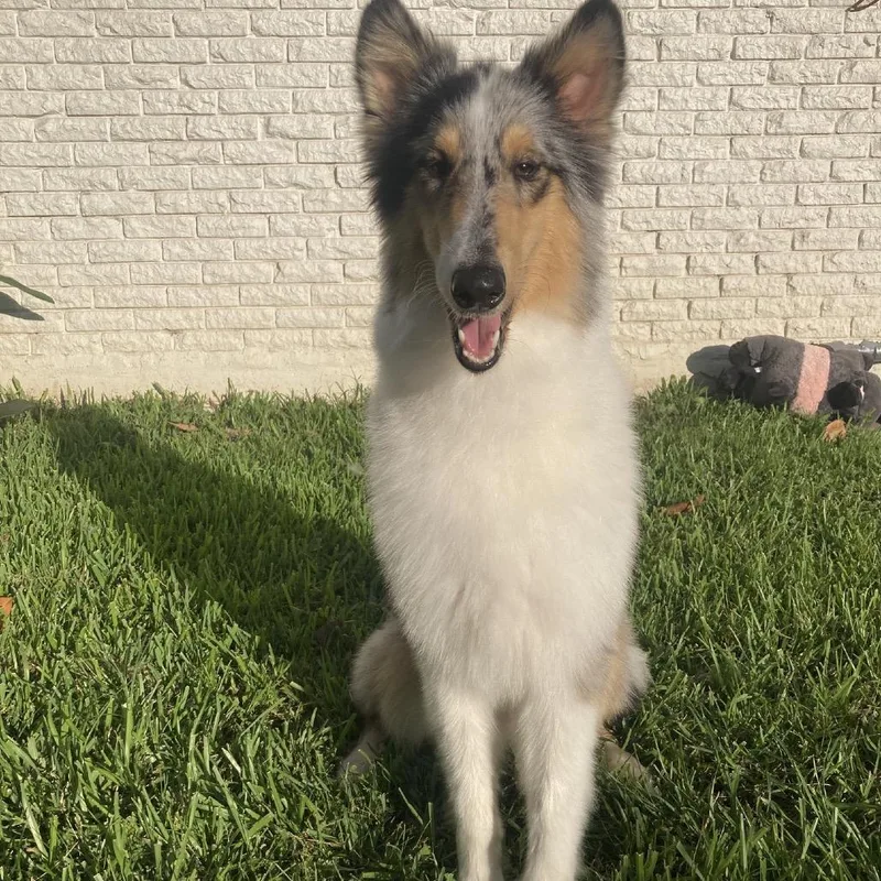 A baby small-sized male White / Cream Rough Collie dog named Milo for adoption in Baton Rouge, LA
