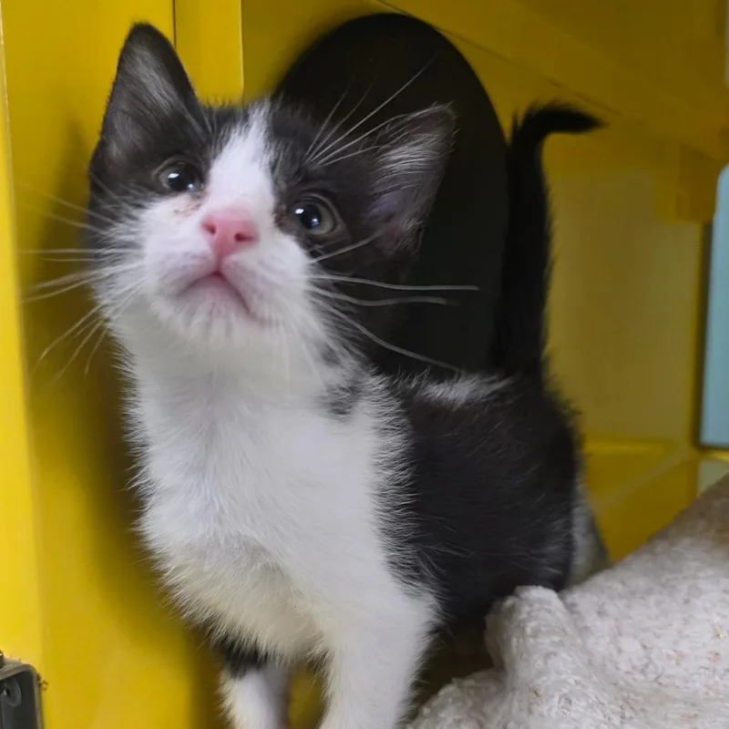 A baby small-sized female Black Domestic Short Hair cat named Quarry for adoption in Abilene, TX