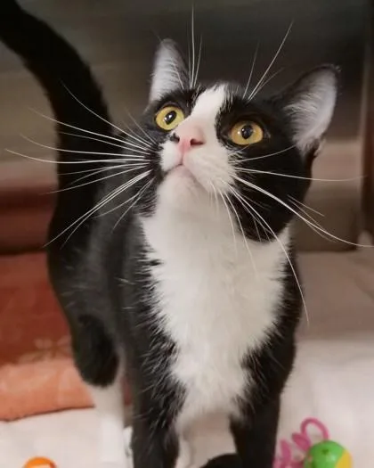 A young medium-sized female Domestic Short Hair cat named Biscuit for adoption in Fishers, IN