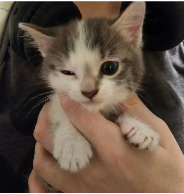 A baby small-sized male Gray & White American Shorthair cat named Bumblebee for adoption in Brooklyn, NY