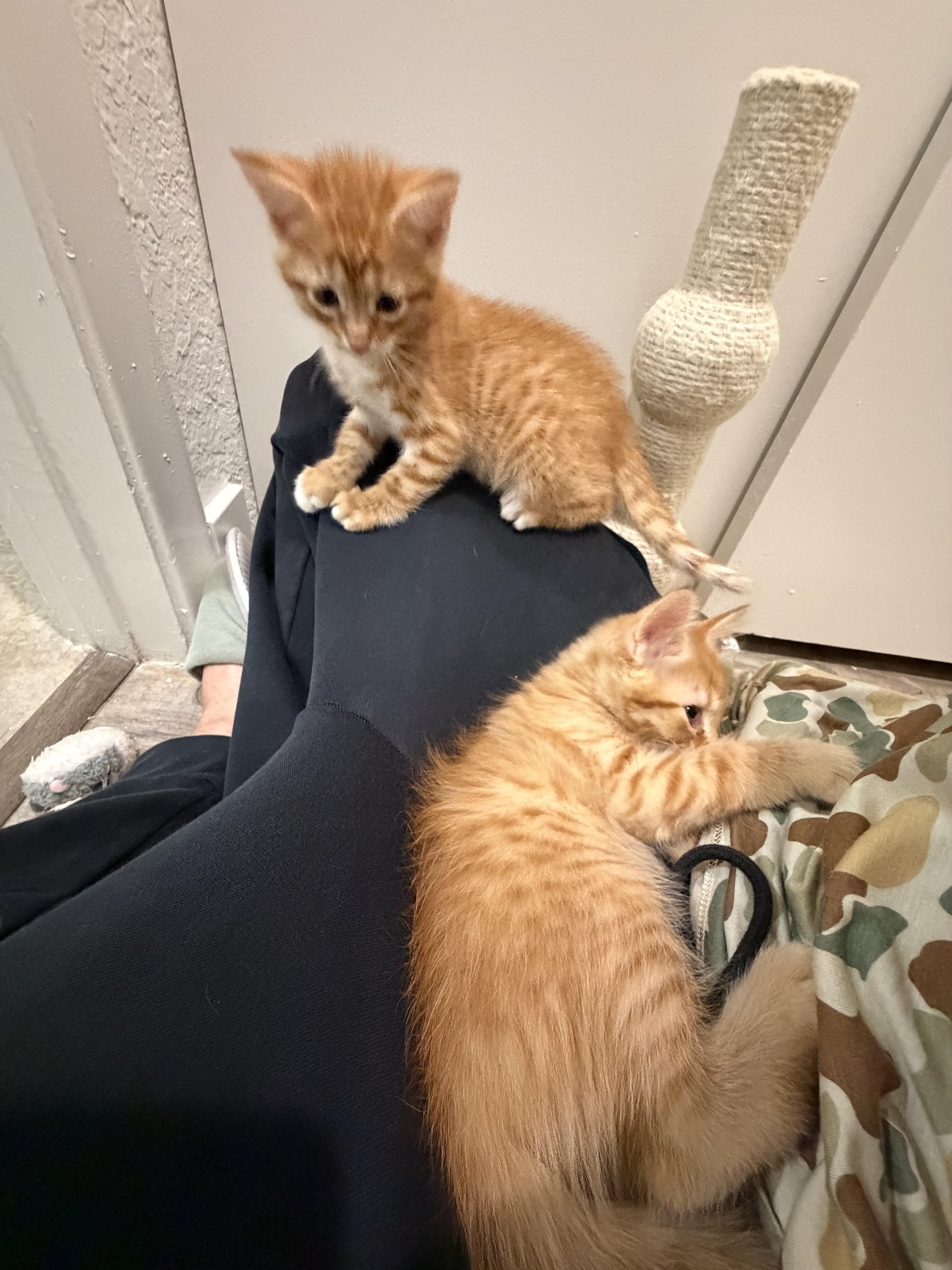 A baby small-sized male Tabby (Orange / Red) Domestic Medium Hair cat named Tiger for adoption in Coconut Creek, FL