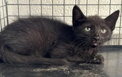 A baby small-sized unknown Domestic Short Hair cat named Bliss for adoption in Port Allen, LA