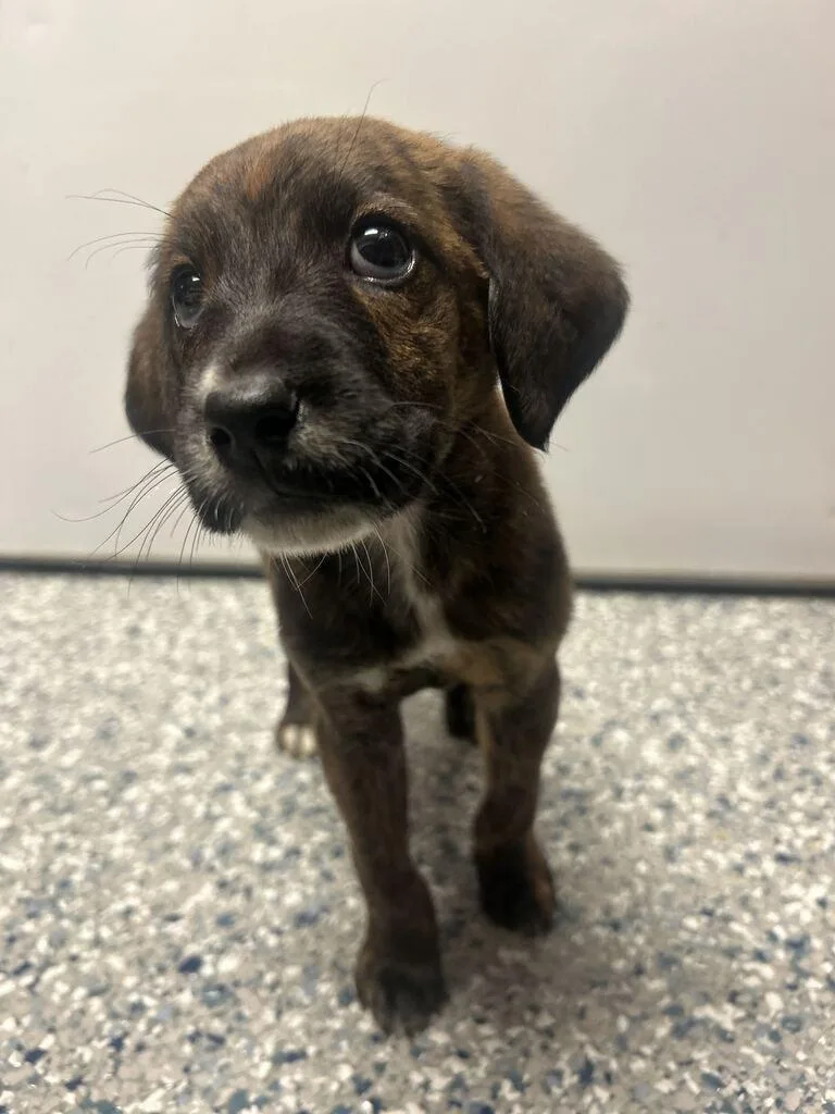 A baby medium-sized female American Staffordshire Terrier dog named Mary Ella for adoption in Athens, AL