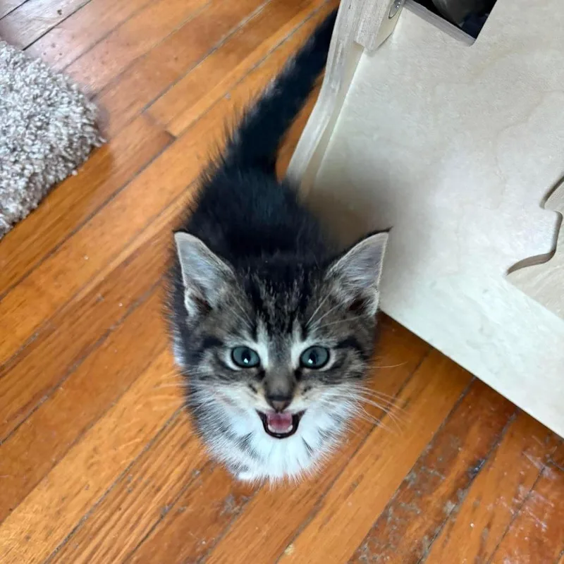 A baby small-sized male Brown / Chocolate Domestic Medium Hair cat named Trent Crimm for adoption in Lexington, KY