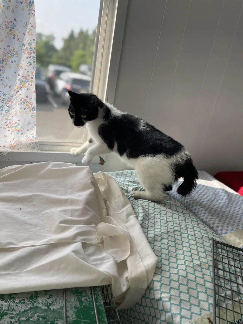 A young medium-sized female Black & White / Tuxedo Domestic Short Hair cat named Bright Eyes for adoption in Trenton, NJ