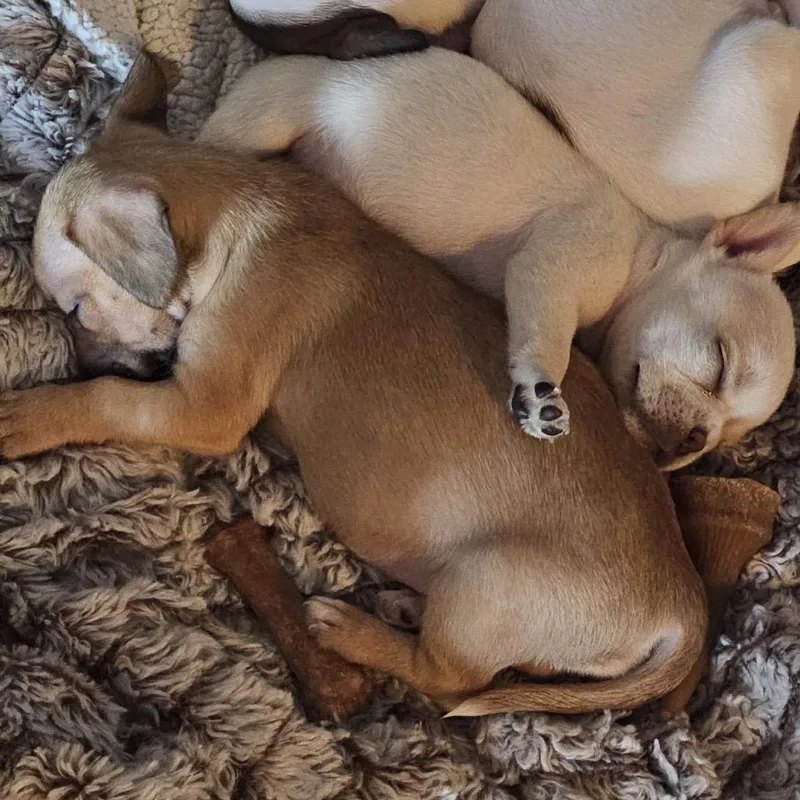 Nibblet