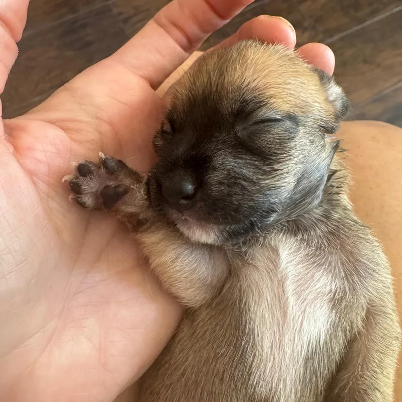 Nibblet thumbnail 3