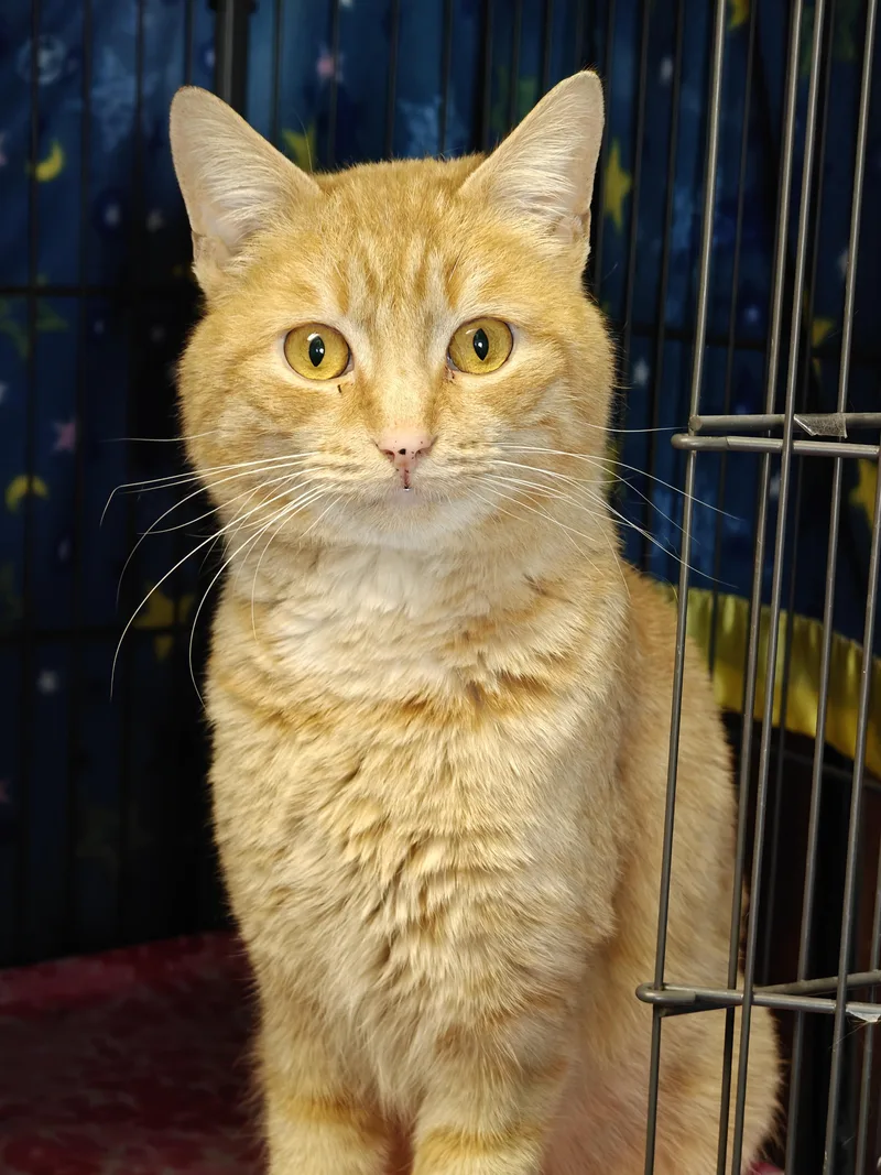 A young medium-sized male Orange & White Domestic Short Hair cat named Slim for adoption in New Britain, CT