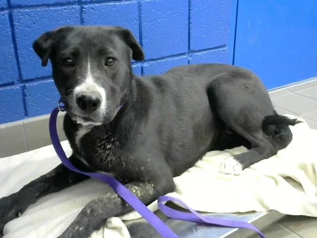 A young large-sized female Pit Bull Terrier dog named Missy for adoption in Albuquerque, NM