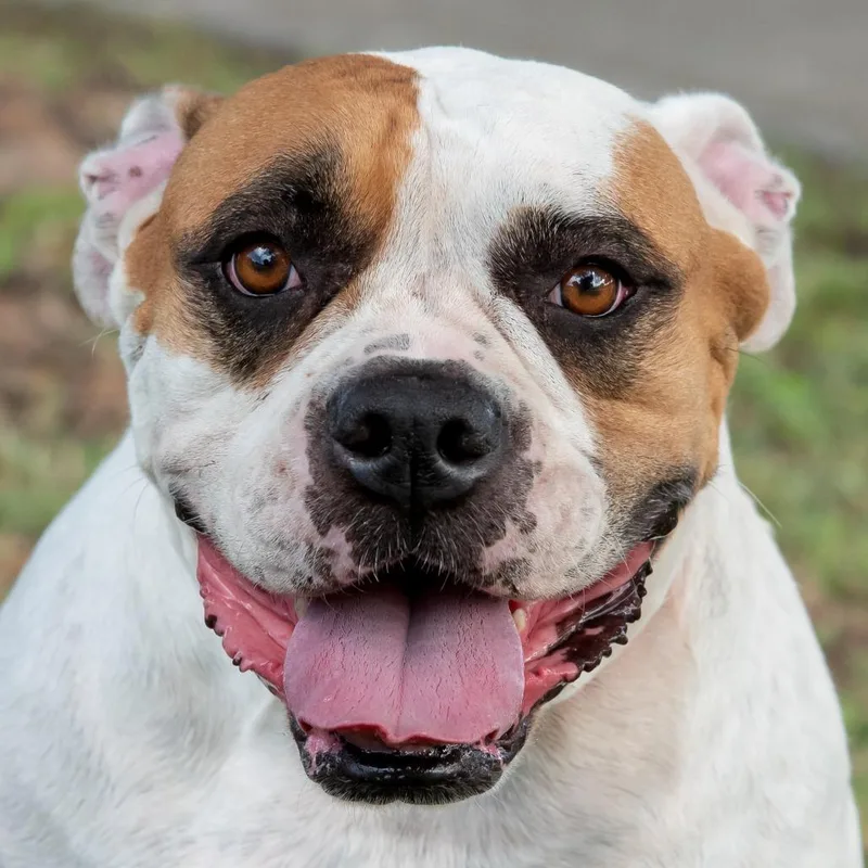 An adult medium-sized female White / Cream American Bulldog dog named Cleo for adoption in Miami, FL