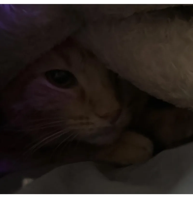 An adult medium-sized female Orange / Red Domestic Short Hair cat named Sabrina Duncan for adoption in Chandler, AZ
