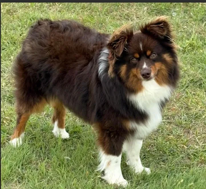 A young small-sized male Australian Shepherd dog named Kelsey In Tx for adoption in Cranston, RI
