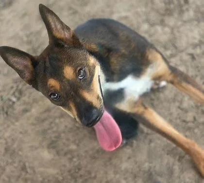 An adult medium-sized female Mixed Breed dog named Hazel for adoption in Houston, TX