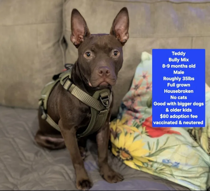 A young medium-sized male American Bully dog named R Teddy for adoption in Oviedo, FL