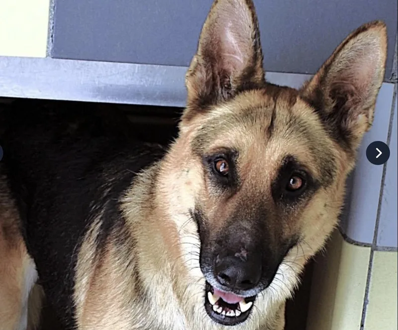 A young large-sized male German Shepherd Dog dog named Eddie for adoption in Stroudsburg, PA