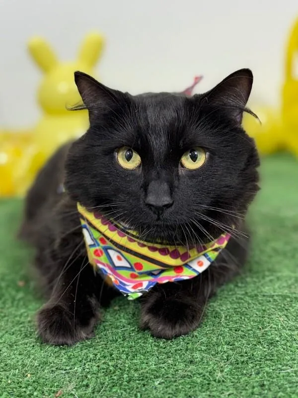 A young small-sized male Black American Curl cat named Chimuelo for adoption in Carlsbad, CA
