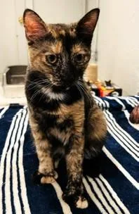 A baby medium-sized male Domestic Short Hair cat named Toes and MBJ for adoption in Wayland, MA