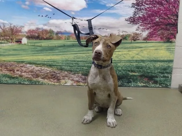 A baby small-sized male Pit Bull Terrier dog named Palmer for adoption in Moreno Valley, CA