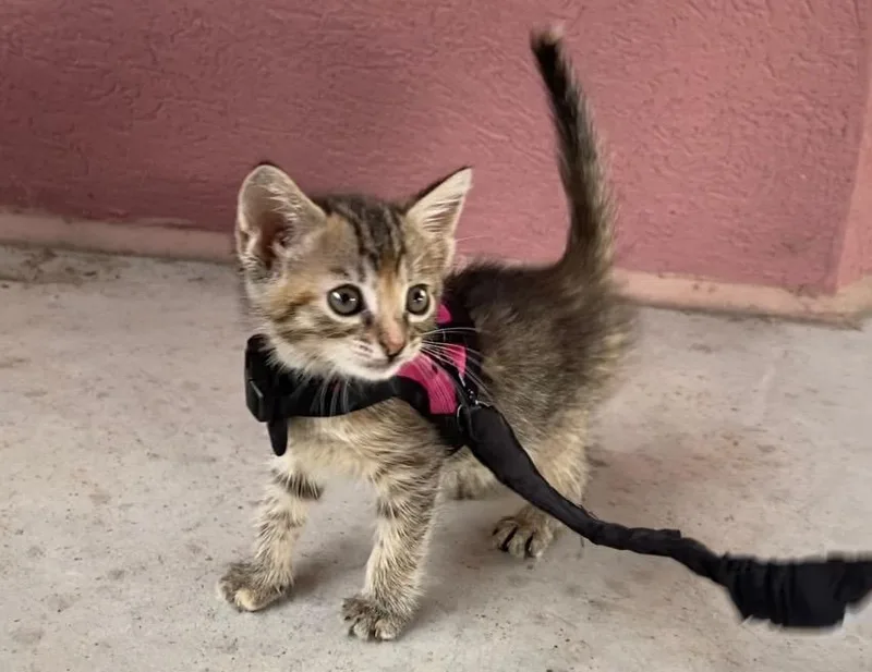 A baby small-sized female Domestic Short Hair cat named Starlite for adoption in Gorham, ME