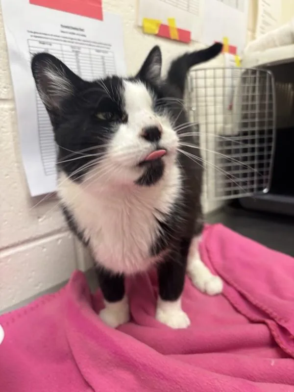 An adult small-sized female Domestic Short Hair cat named Margot for adoption in Santa Rosa, CA