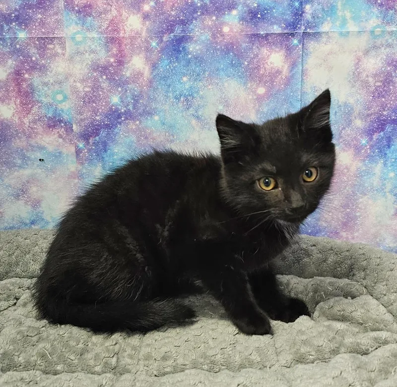 A baby small-sized male Domestic Short Hair cat named Bradley for adoption in Washington Court House, OH