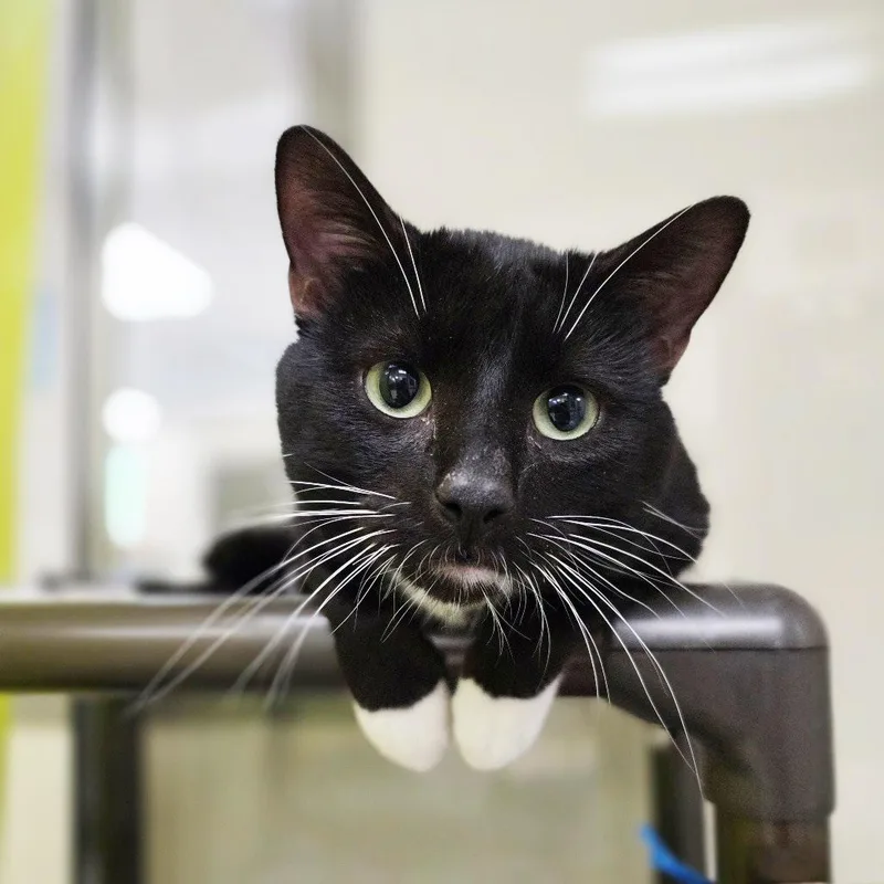 A young medium-sized male Domestic Short Hair cat named Draco  Lap Cat for adoption in Oshkosh, WI