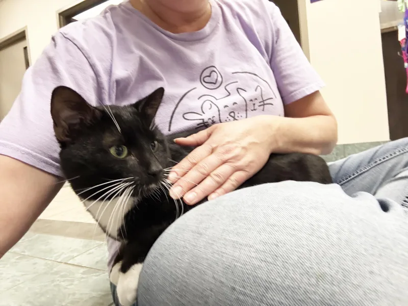 Draco  Lap Cat thumbnail 2