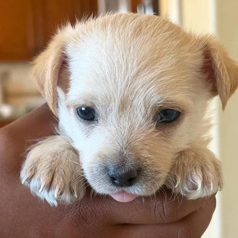 Hershey thumbnail 3