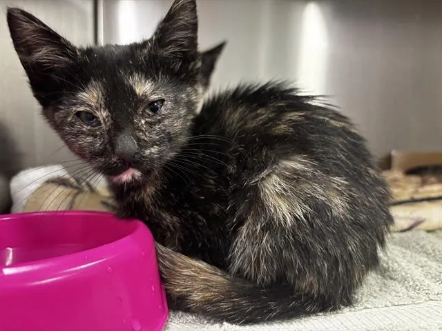 A baby small-sized female Domestic Short Hair cat named Shadow for adoption in San Martin, CA