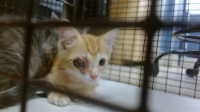 A baby small-sized male Domestic Short Hair cat named Oscar for adoption in Miami, FL