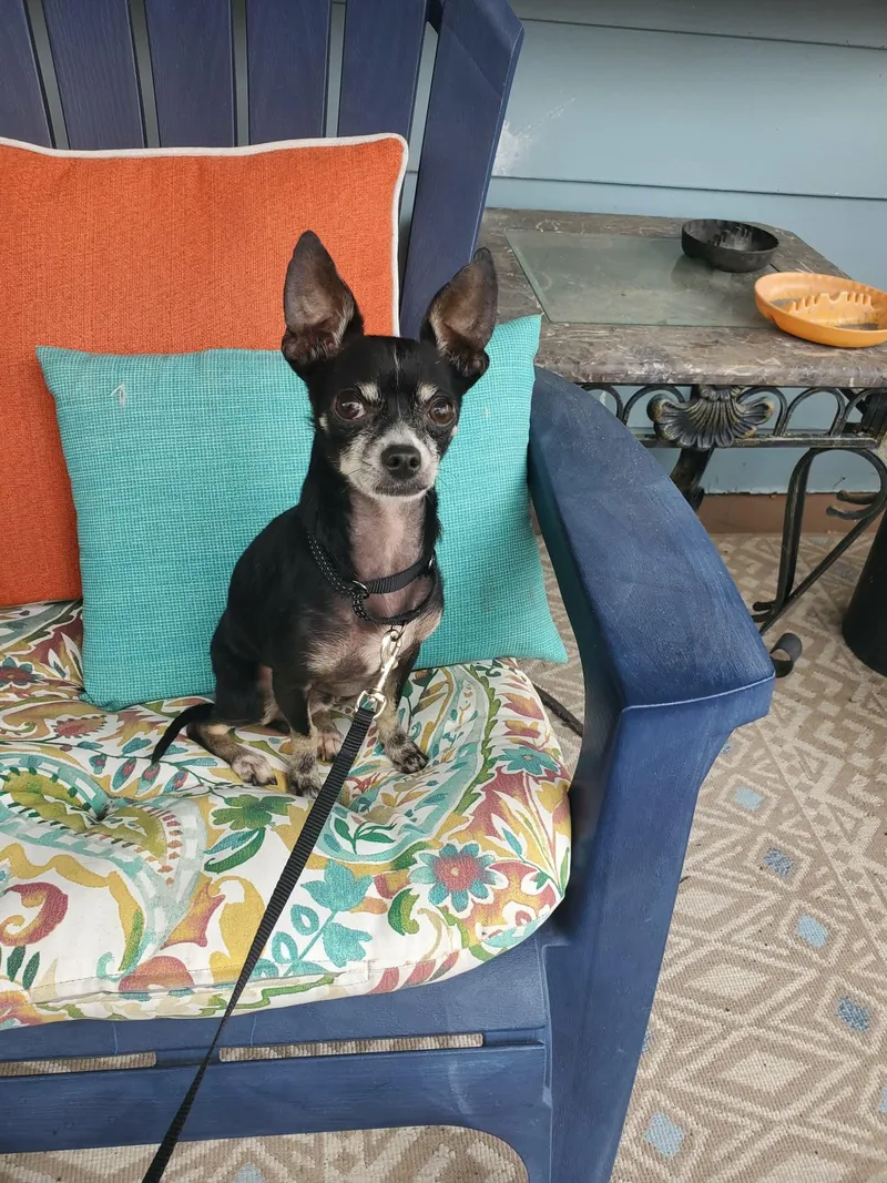 An adult small-sized male Chihuahua dog named Mango for adoption in Holbrook, NY