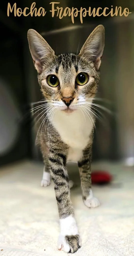 A baby small-sized female Domestic Short Hair cat named Mocha Frappucino for adoption in Blountville, TN
