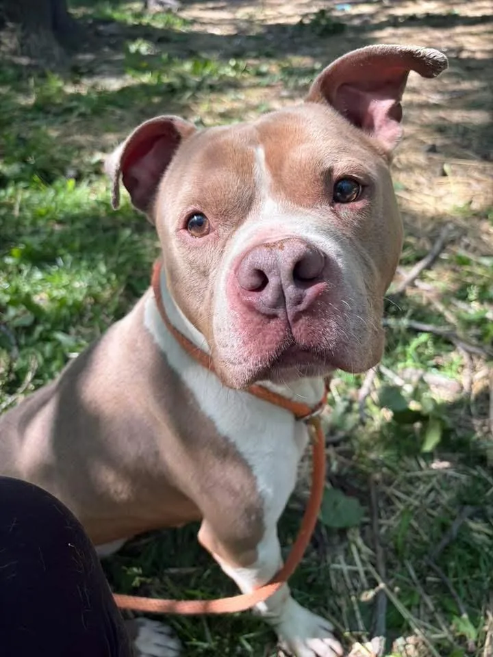 An adult medium-sized male Yellow / Tan / Blond / Fawn Pit Bull Terrier dog named Baltimore for adoption in Chicago, IL