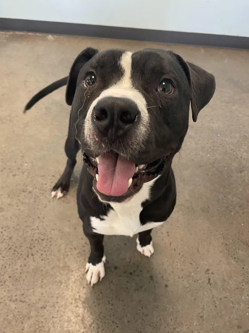 A young medium-sized male Black Mixed Breed dog named Dell for adoption in Mishawaka, IN