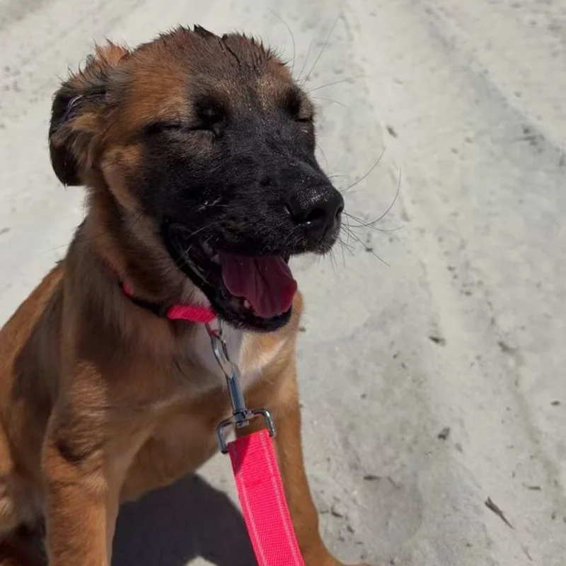 A baby medium-sized female Shepherd dog named Hazel for adoption in Myrtle Beach, SC